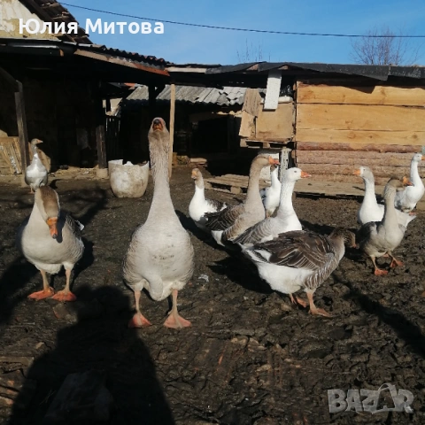 Яйца от селски гьски. , снимка 3 - Патици и гъски - 53530804