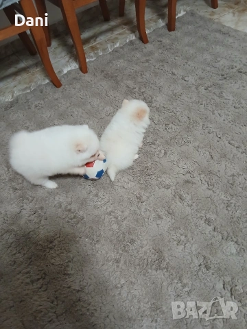 Mini Pomeran, снимка 4 - Померан - 53406474