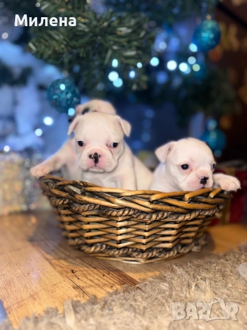 Френски булдог , снимка 3 - Френски булдог - 52563211