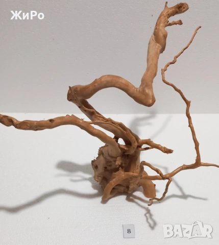 Корен от Азалия /декорация/ 8