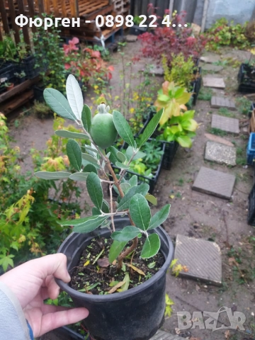 Фейхоа , Ананасова Гуава - Йодно дърно, снимка 6 - Разсади - 36743883