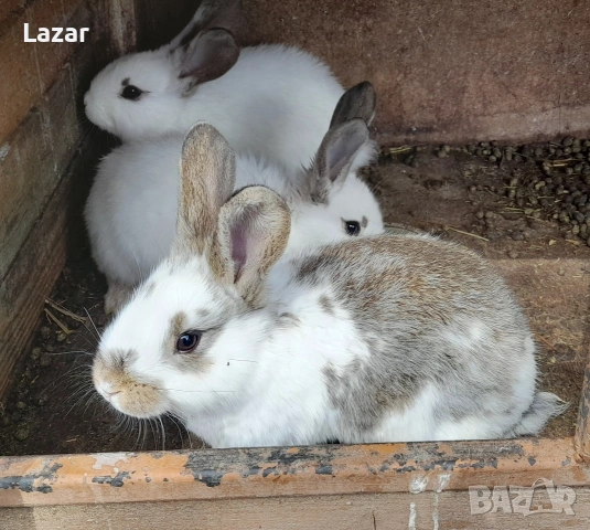 Продавам зайчета