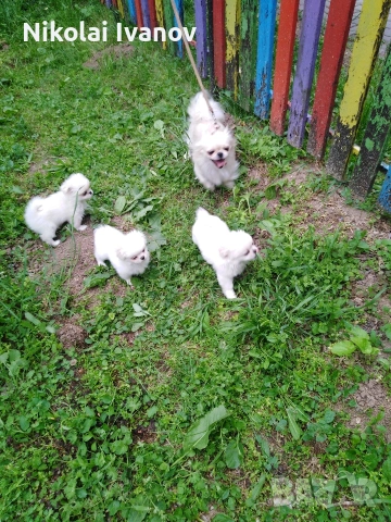 Бели пекинезчета на 60 дни 