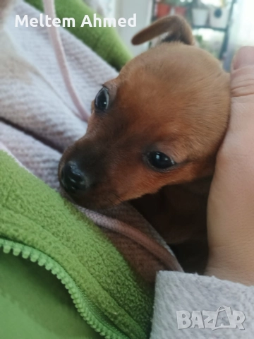 Продавам мъжки пинчер с ваксина и паспорт , снимка 6 - Пинчер - 52391861