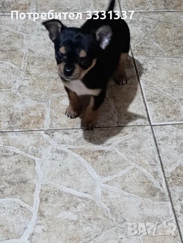 мини чихуахуа пинчер момиче , снимка 3 - Чихуахуа - 53187694