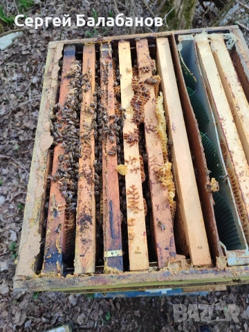 пчелни семейства, снимка 3 - Други животни - 54104025