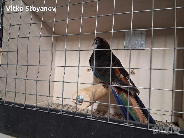 Розела, снимка 4 - Папагали - 48423804