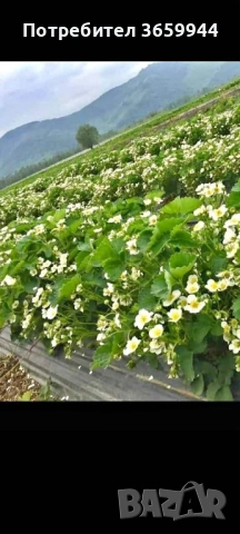 🌱 Качествен Разсад Ягоди и Малини – Директно от Производител!, снимка 8 - Градински цветя и растения - 53638396