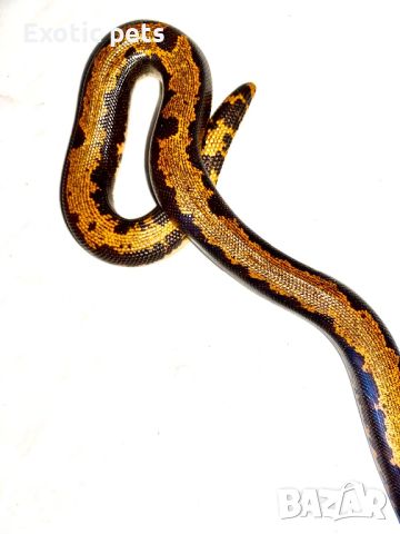 Eryx colubrinus loveridgei, снимка 3 - Змии - 45893534