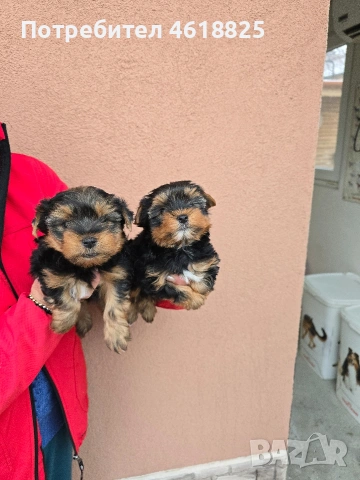 Йоркширски териери , снимка 4 - Йоркширски териер - 53303647