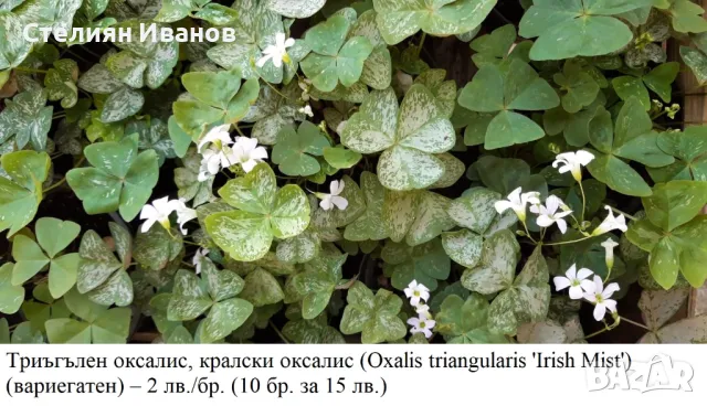 Триъгълен оксалис, кралски оксалис (Oxalis triangularis) - сортове, снимка 1 - Стайни растения - 49319030