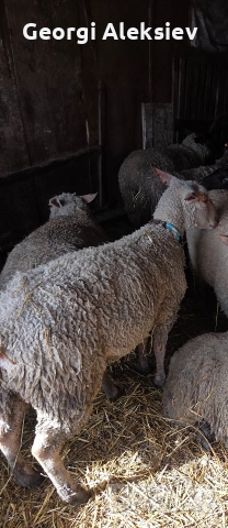 Чистокръвни овце Мутон шароле, снимка 4 - Овце - 53749010