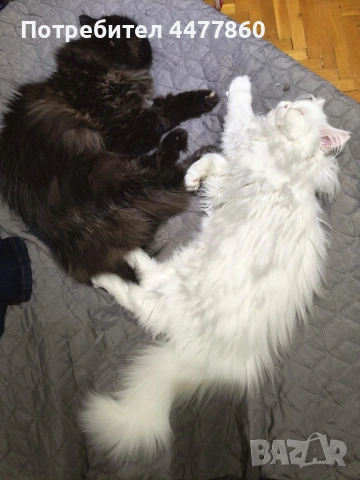 Продавам мъжко персийско коте, снимка 2 - Персийска - 53173226