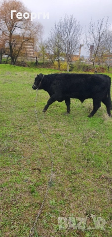 Бик Абърдийн ангус , снимка 12 - Крави - 52794227