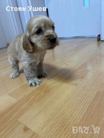 Кокер шпаньол , снимка 6 - Кокер шпаньол - 53218651