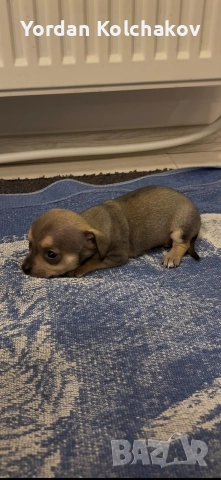 Чиху-пинчери , снимка 5 - Пинчер - 52927862