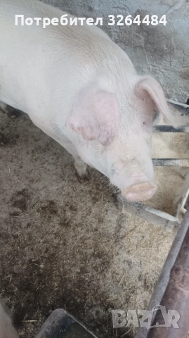 Продавам прасе, снимка 4 - Прасета - 52509264