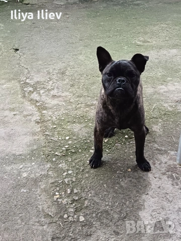 френски булдок 8 месеца , снимка 3 - Френски булдог - 53402657