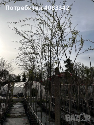 Върба, снимка 2 - Градински цветя и растения - 54221146