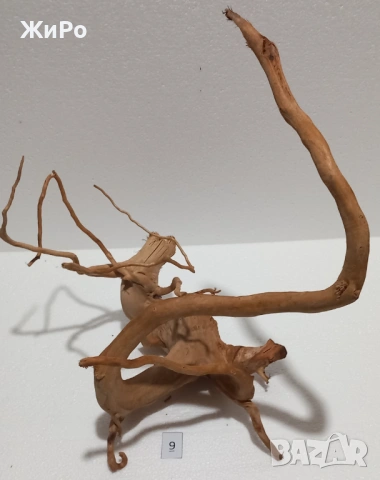 Корен от Азалия /декорация/ 9, снимка 3 - Други - 48577954