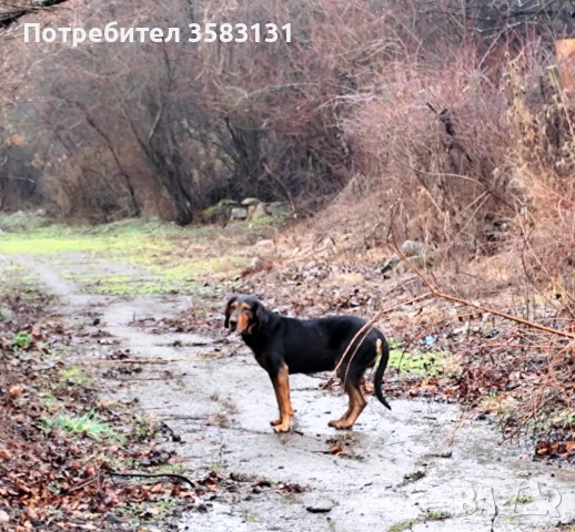         Български гончета.        Кученцата са родени на 6ти Март , снимка 8 - Гонче - 54081911
