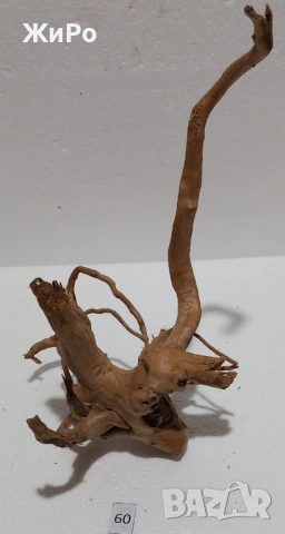 Корен от Азалия /декорация/ 60, снимка 3 - Други - 54102330