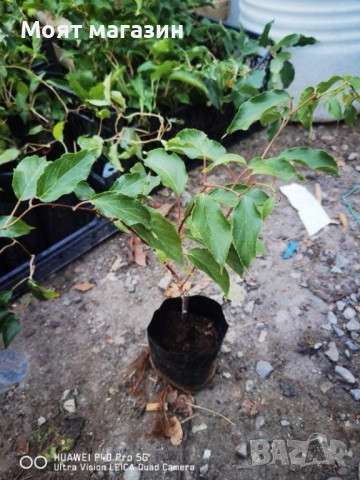 Киви - 10 вида, снимка 9 - Градински цветя и растения - 53641264