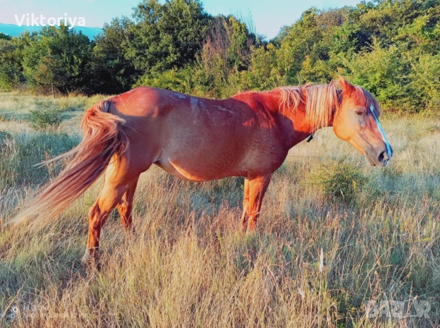 Селскостопански животни, кончета, снимка 9 - Коне - 50977814