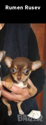 Продавам Чихуахуа женско , снимка 4 - Чихуахуа - 52933508