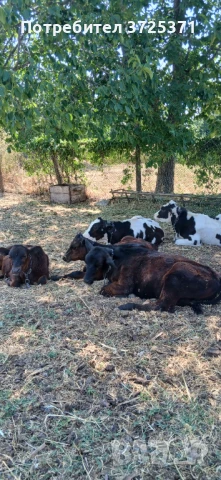 Продавам 4 бр телета, снимка 1