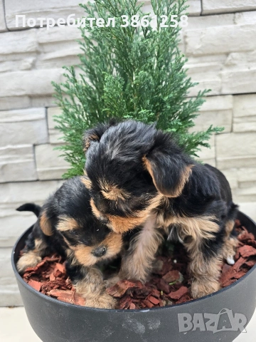 мини йоркширски териер, снимка 3 - Йоркширски териер - 53720124
