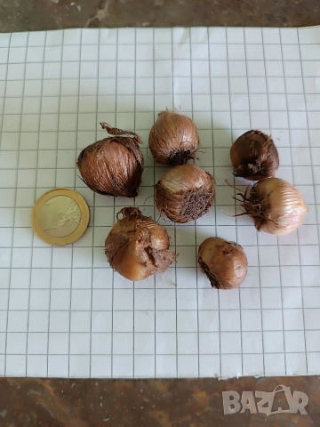 Оксалис Iron Cross , снимка 7 - Сортови семена и луковици - 53475229