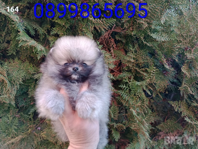 Мини Померан. Реални снимки от 16.03.26 г. Миниатюрно момче ., снимка 10 - Померан - 53854224