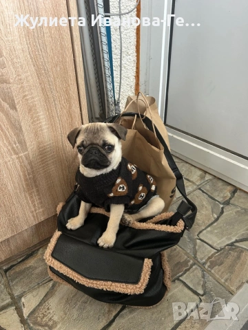 Продавам кученце мопс, снимка 2 - Мопс - 53326335