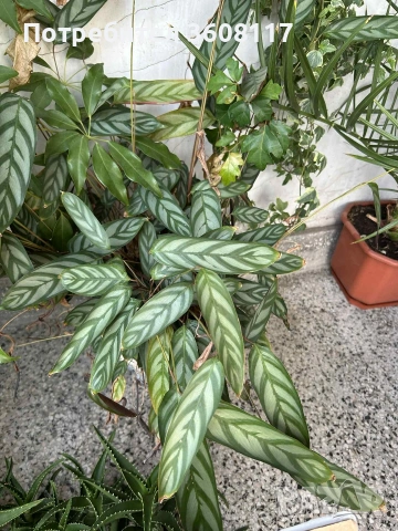 Алое, калатея и шефлера огромни растения , снимка 2 - Стайни растения - 53154092