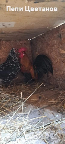 Джинки, снимка 4 - други­ - 53091954