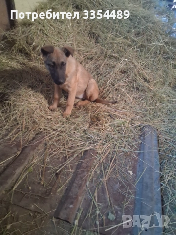 Белгийска овчарка, снимка 4 - Белгийска овчарка - 52791194