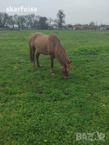 Страхотен кон , снимка 2 - Коне - 54265488