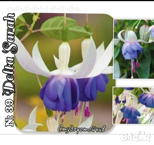 👑Фуксия Градинска и Каскадна , снимка 18 - Други - 54270498