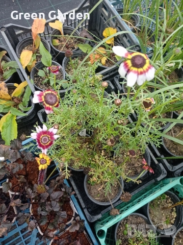 Харизантема - Карината, снимка 2 - Градински цветя и растения - 52363474