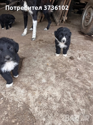 Каракачански Овчарки , снимка 2 - Каракачанска овчарка - 52545236