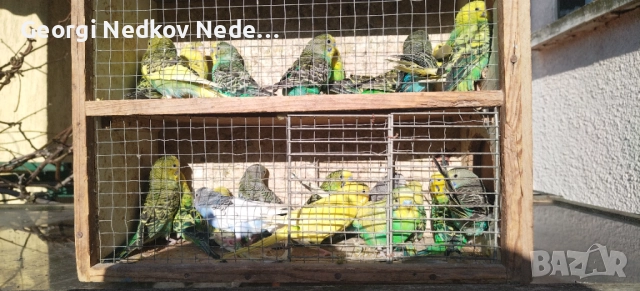 Продавам вълниси папагали, снимка 5 - Папагали - 52907228