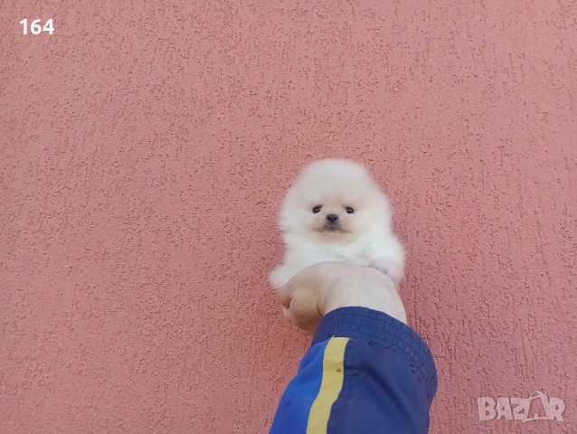 Миниатюрни мини миньони! Померани. Реални снимки! , снимка 3 - Померан - 52716338