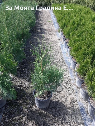 Туя - Фестигиата , снимка 7 - Градински цветя и растения - 53634092