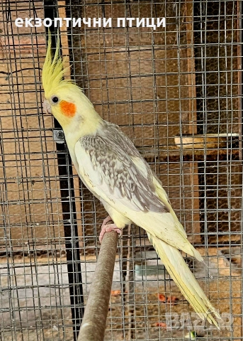 Продавам двойка Корели , снимка 4 - Папагали - 53695873