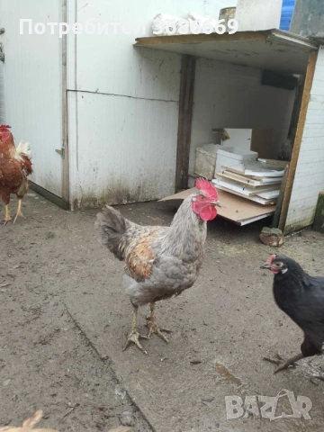 Продавам Петли! , снимка 5 - Кокошки и пуйки - 53222163