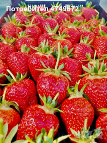 Расад Ягоди и Малини , снимка 2 - Разсади - 53928813