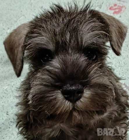 Кученца миниатюрен шнауцер с черен пипер и сол