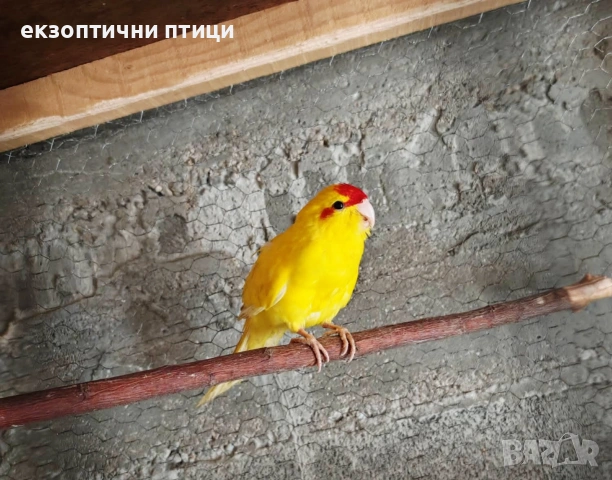 Продавам Кикирики