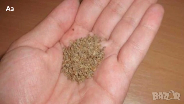 Продавам семена на български Магданоз, реколта 2025 г.